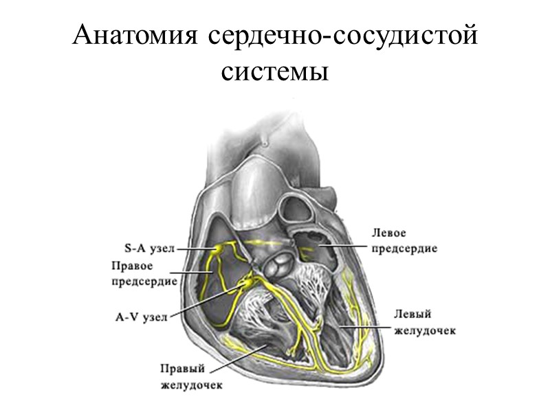Анатомия сердечно-сосудистой системы